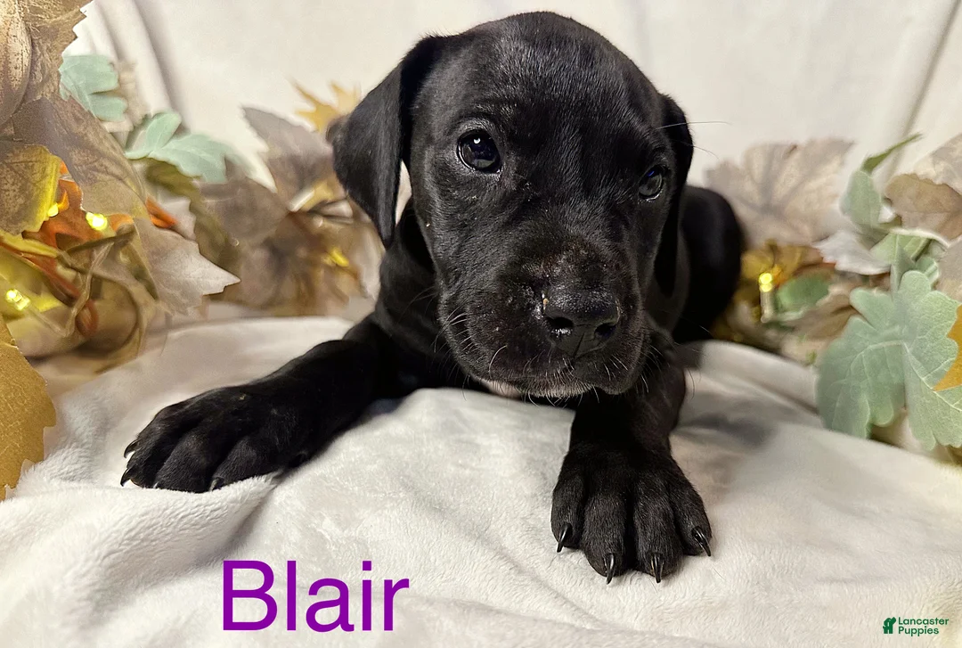Great Dane dogs for sale: Blair - Ad 9