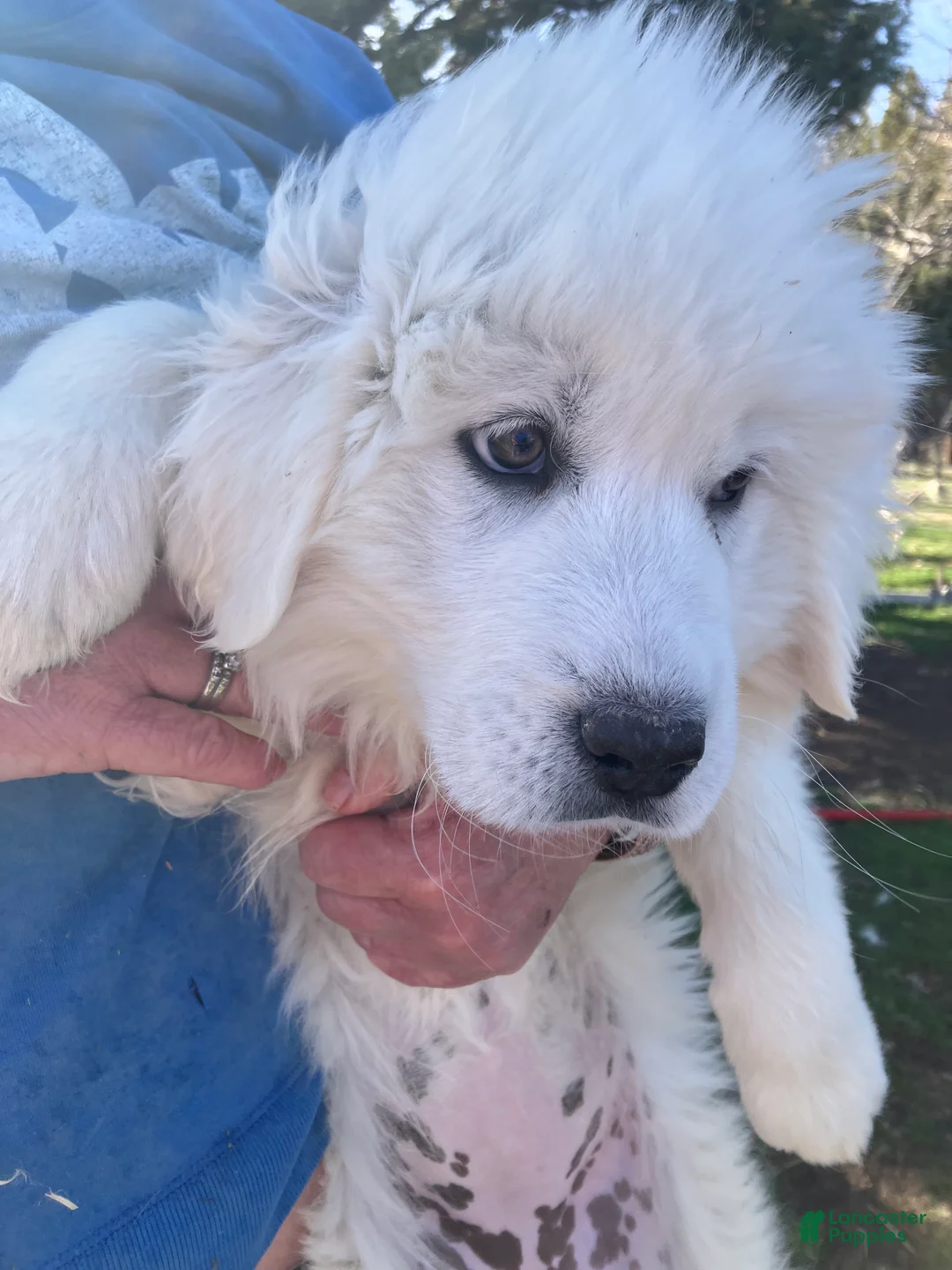 Great Pyrenees dogs for sale: Great Pyrenees Puppy 3 - Ad 1