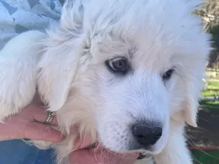 Great Pyrenees dogs Great Pyrenees Puppy 3 - Ad 7