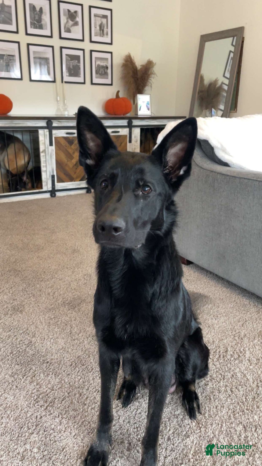 German Shepherd dogs for sale: German Shepherd Brown Collar Male - Ad 4