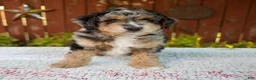 Mini Bernedoodle dogs for sale: Nate - Ad 4