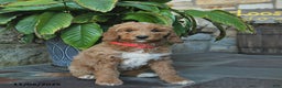 Mini Goldendoodle dogs for sale: Bella   - Ad 3