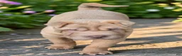 Shar Pei dogs for sale: Larry  - Ad 12