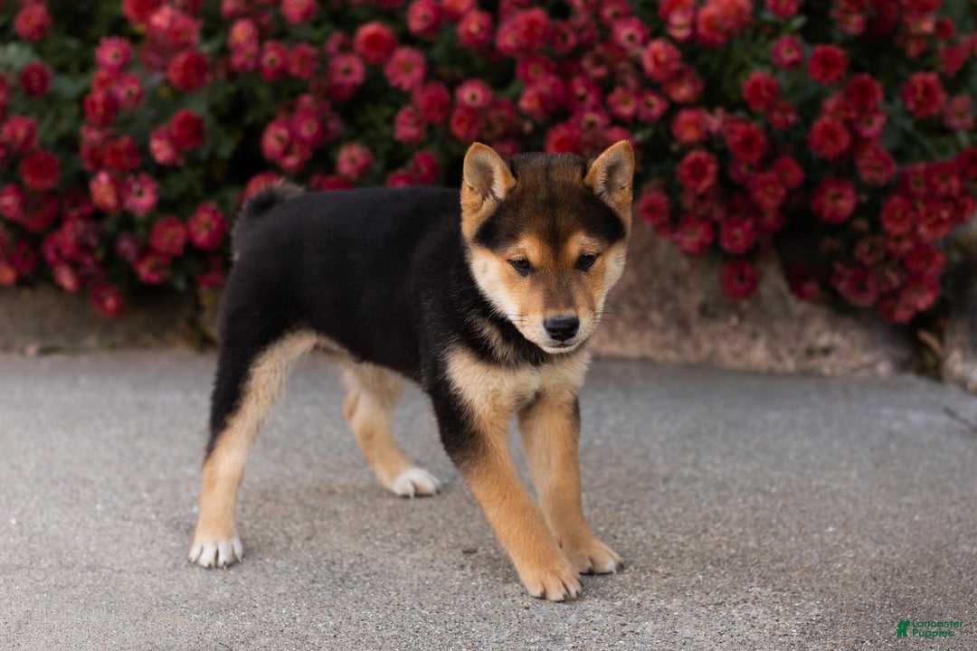Shiba Inu dogs for sale: Benji  - Ad 7