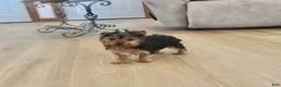 Yorkshire Terrier dogs for sale: Peaches - Ad 10