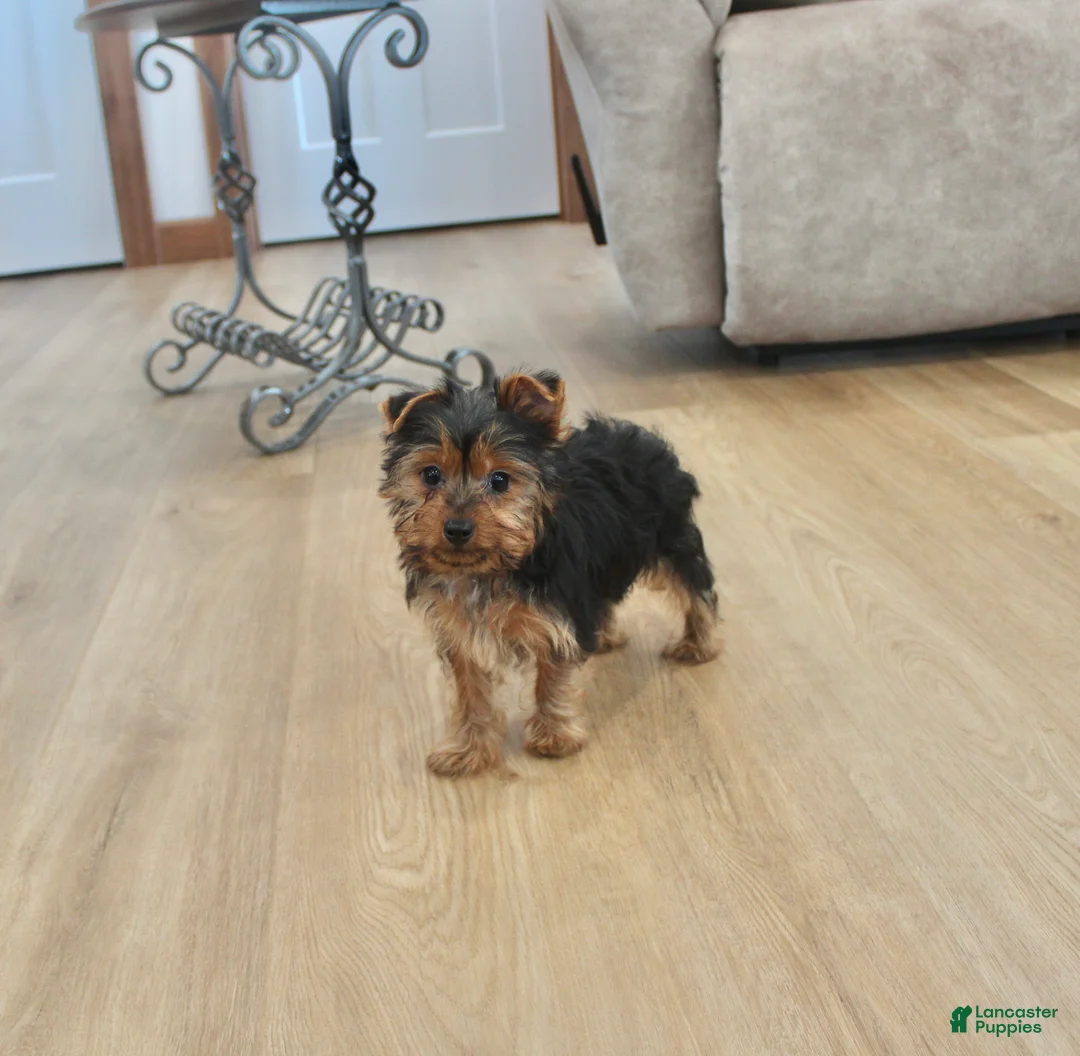 Yorkshire Terrier dogs for sale: Peaches - Ad 10