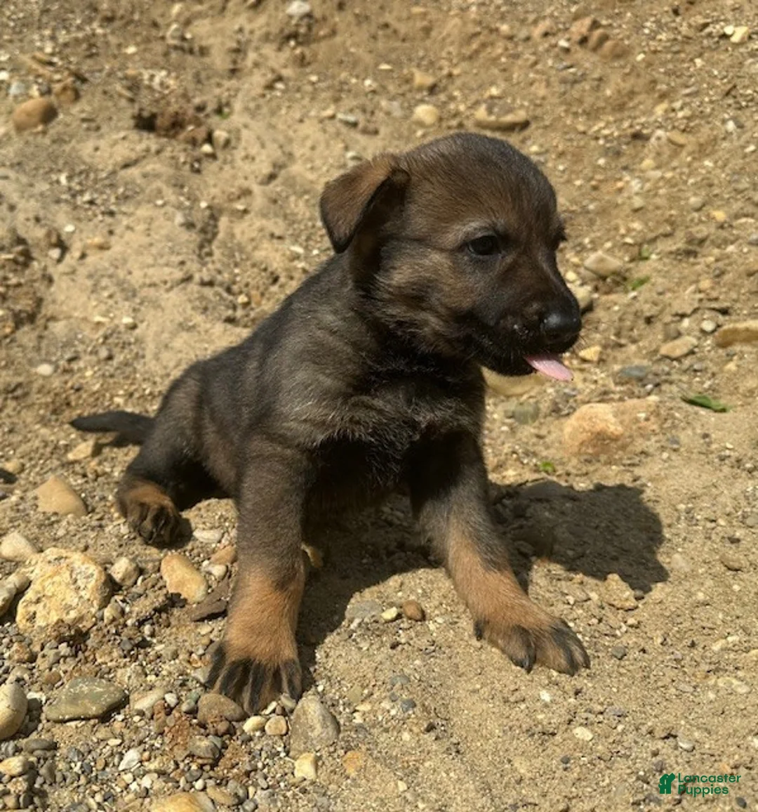 German Shepherd dogs for sale: German Shepherd Puppy 2 - Ad 1