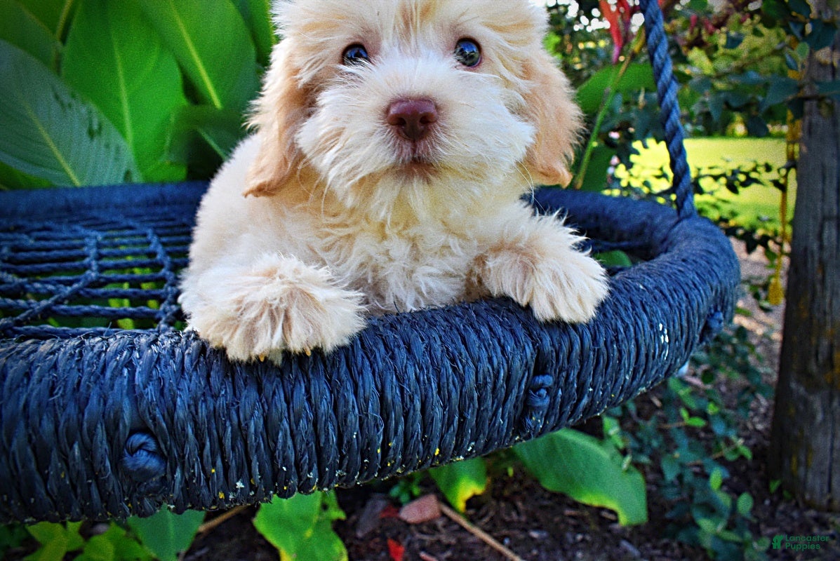 Havapoo dogs Daisy - Ad 2