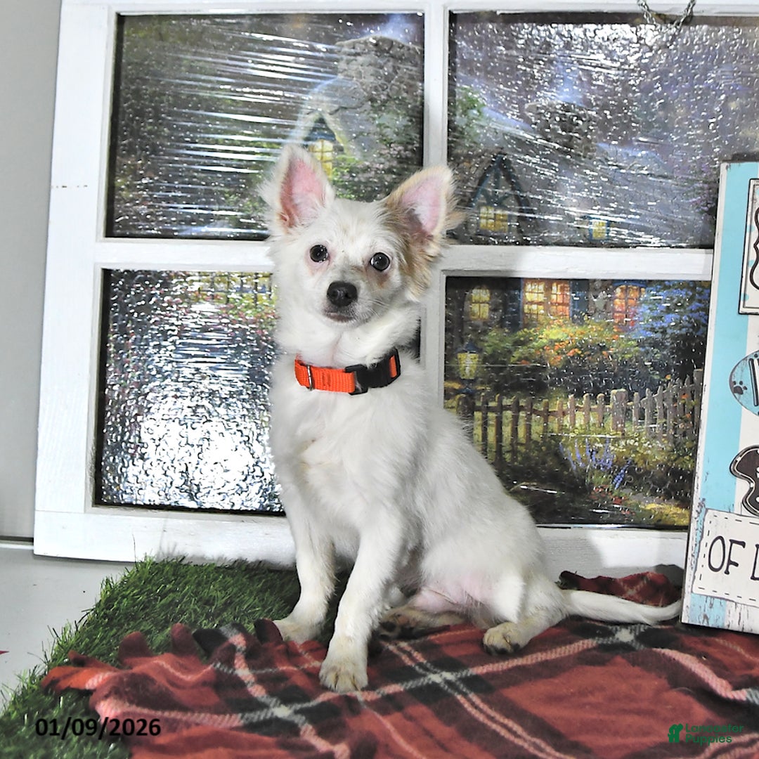 Chihuahua dogs for sale: Beau - Ad 10