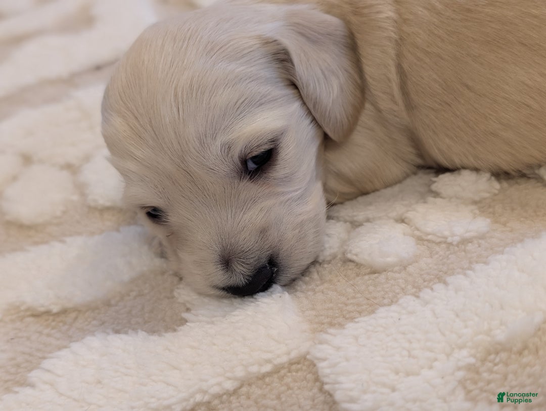 Miniature Dachshund dogs for sale: Miniature Dachshund Puppy 3 - Ad 4