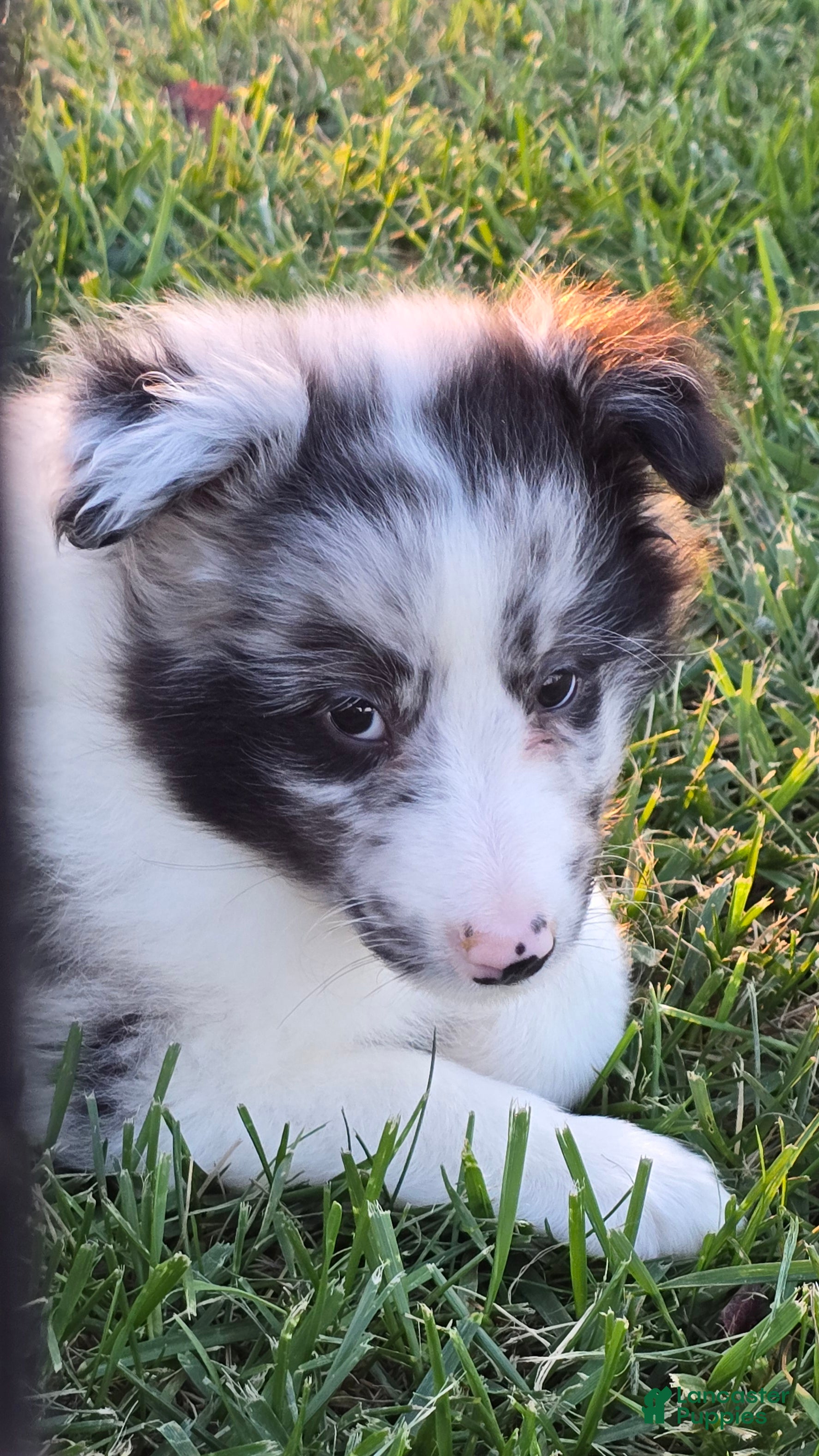Shetland Sheepdog dogs for sale: Giggles - Ad 24