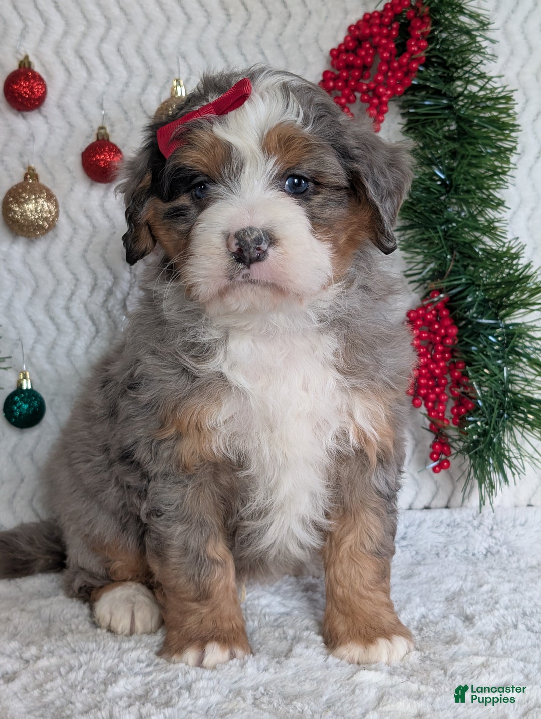 Mini Bernedoodle dogs for sale: Mini Hayes - Ad 2
