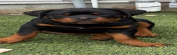 Rottweiler dogs for sale: Leo - Ad 5