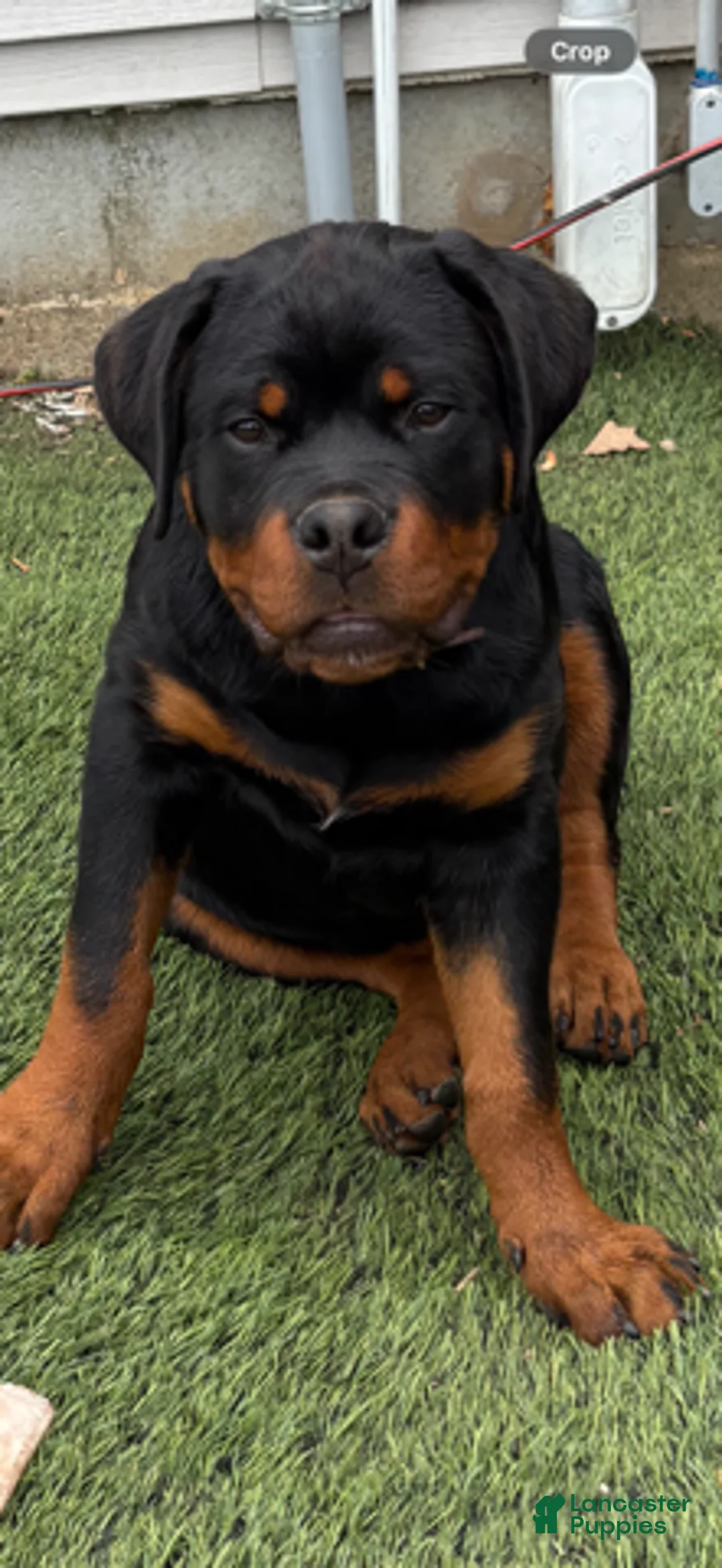 Rottweiler dogs for sale: Leo - Ad 5