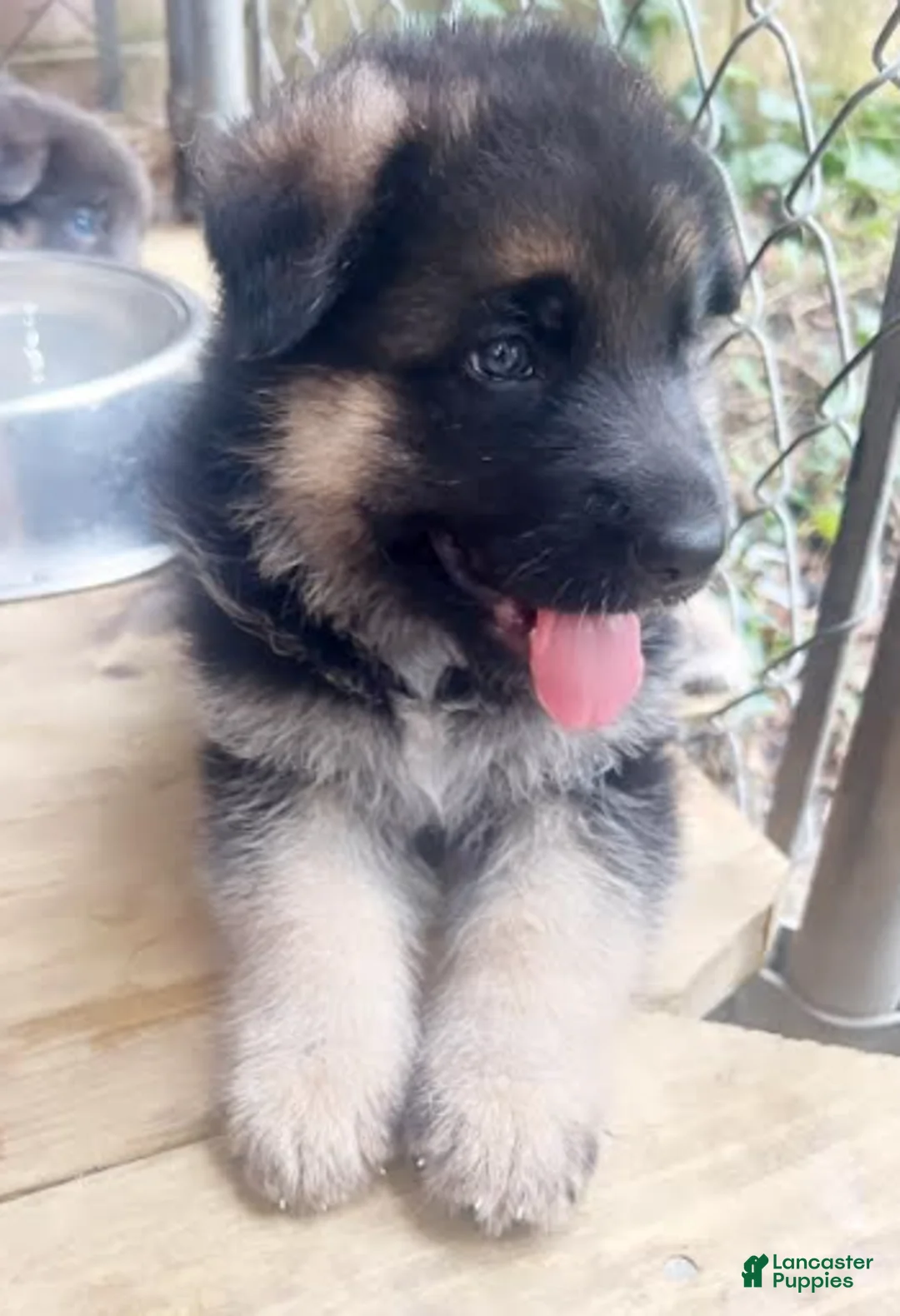 German Shepherd dogs for sale: Blossom - Ad 2