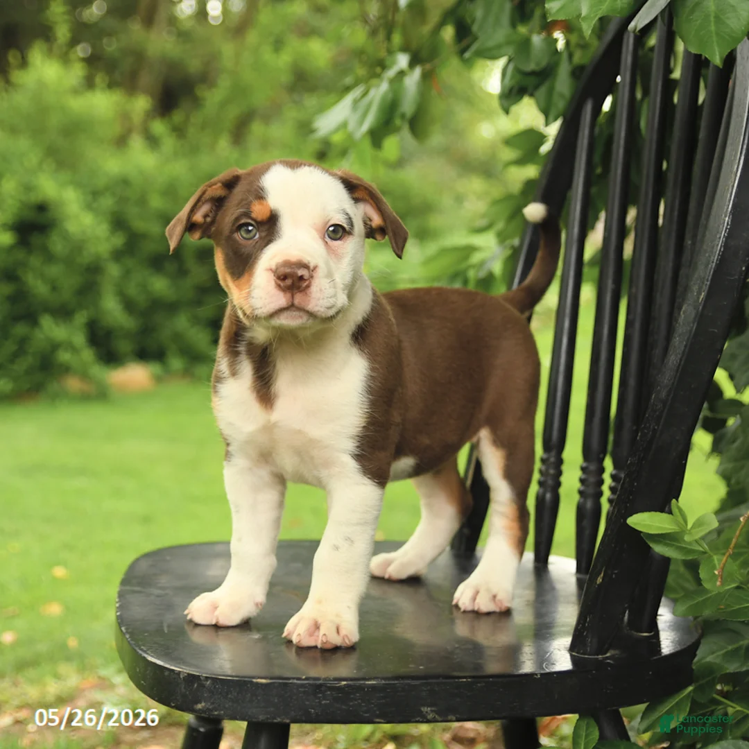 Mixed Breed dogs for sale: Madison - Ad 1