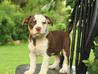 Mixed Breed dogs for sale: Madison - Ad 3