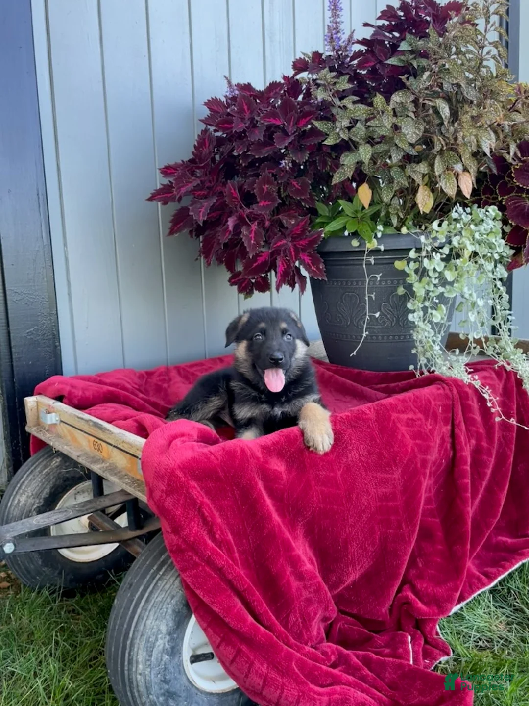 German Shepherd dogs for sale: Kyler - Ad 2