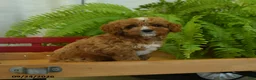 Cavapoo dogs for sale: Ryan - Ad 2