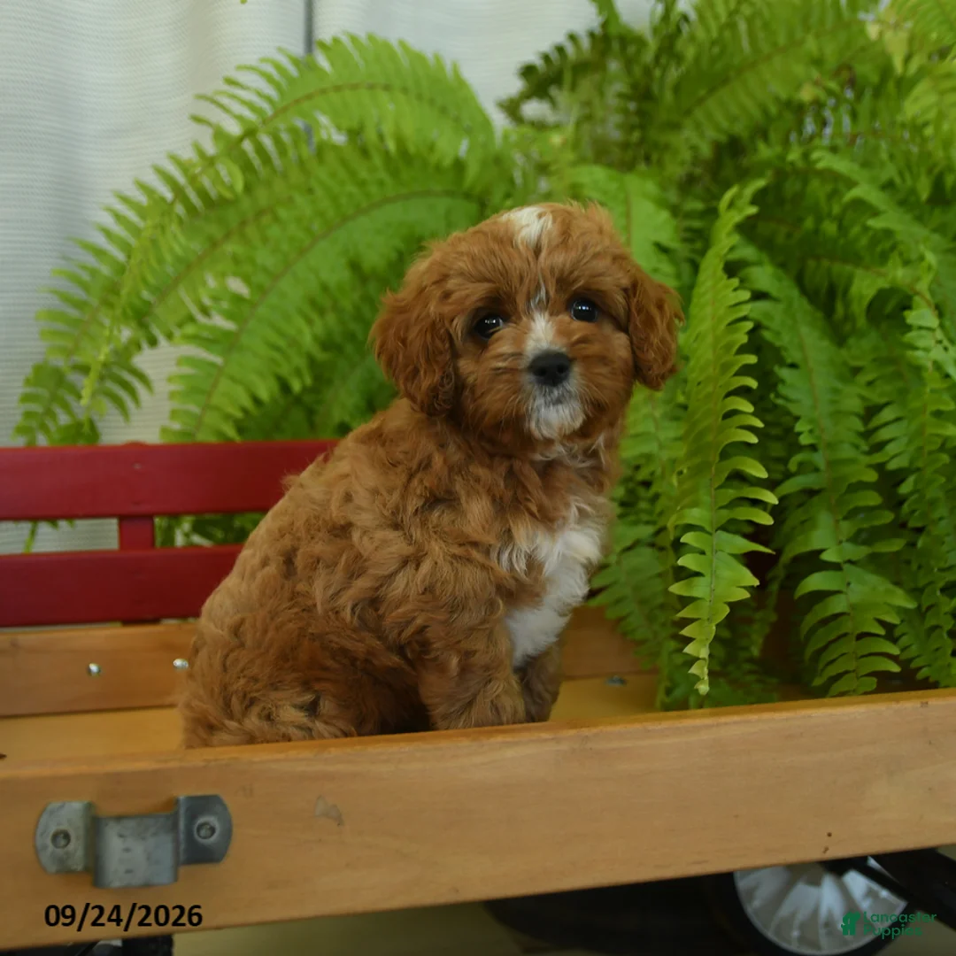 Cavapoo dogs for sale: Ryan - Ad 2