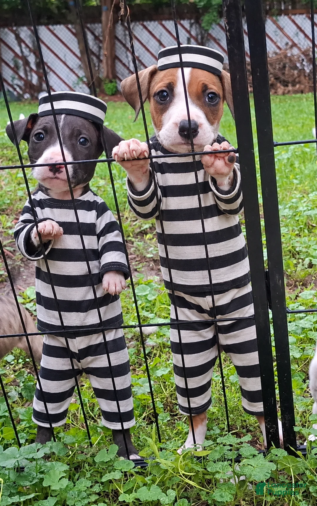 American Pit Bull Terrier dogs for sale: American Pit Bull Terrier 1 - Ad 2