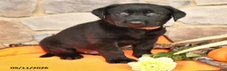 Labrador Retriever dogs for sale: Paxton - Ad 4