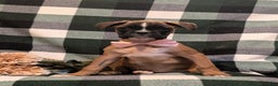 Boxer dogs for sale: Tawnie - Ad 2