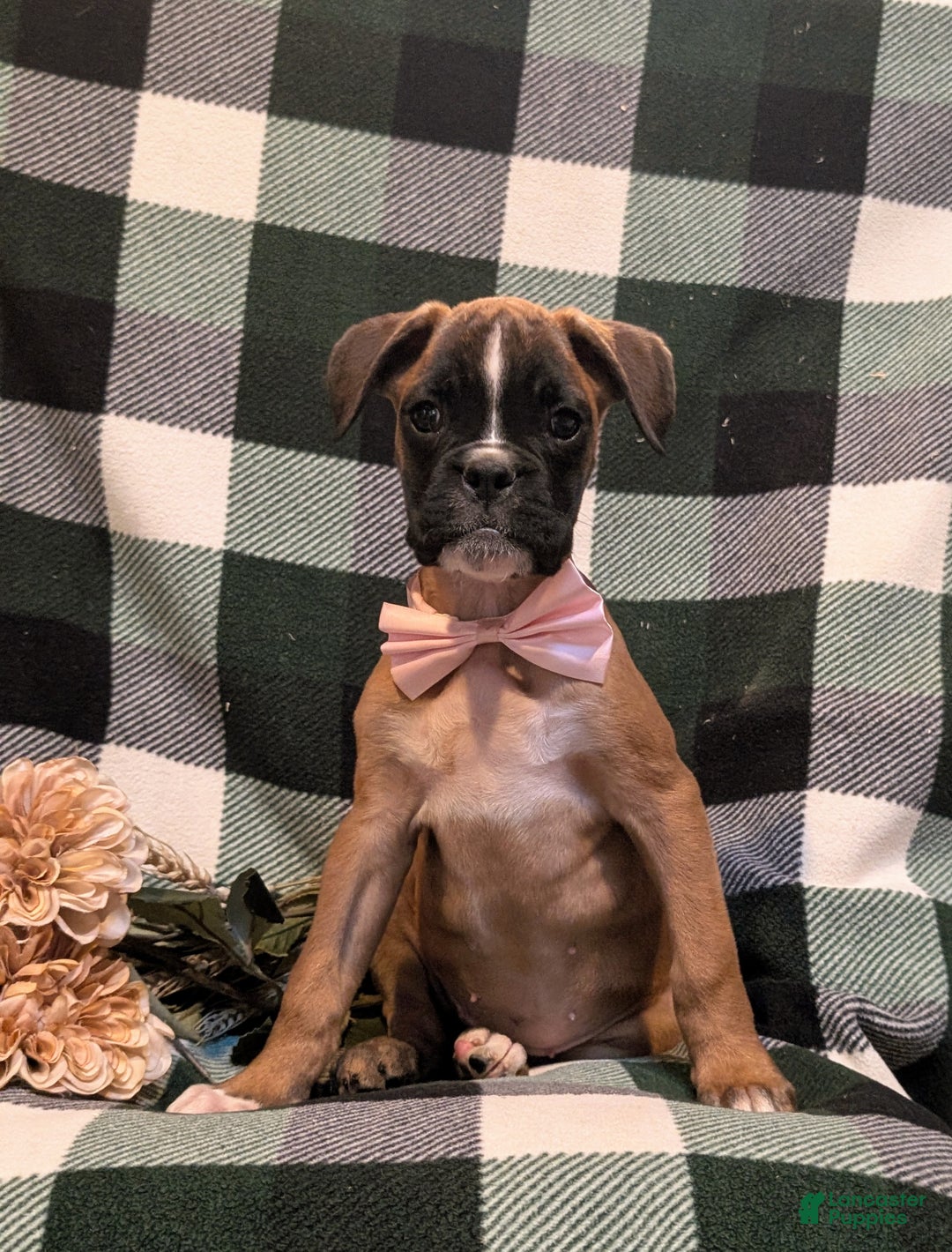 Boxer dogs for sale: Tawnie - Ad 2