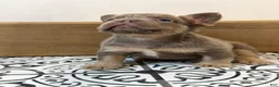 French Bulldog dogs for sale: Bentley - Ad 3