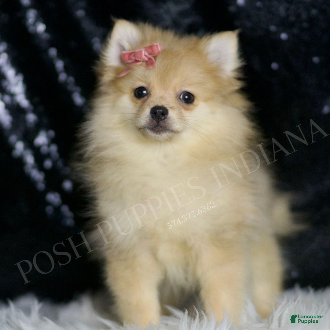 Pomchi Puppy Teacup Pomeranian Puppies For Sale Craigslist Spitz