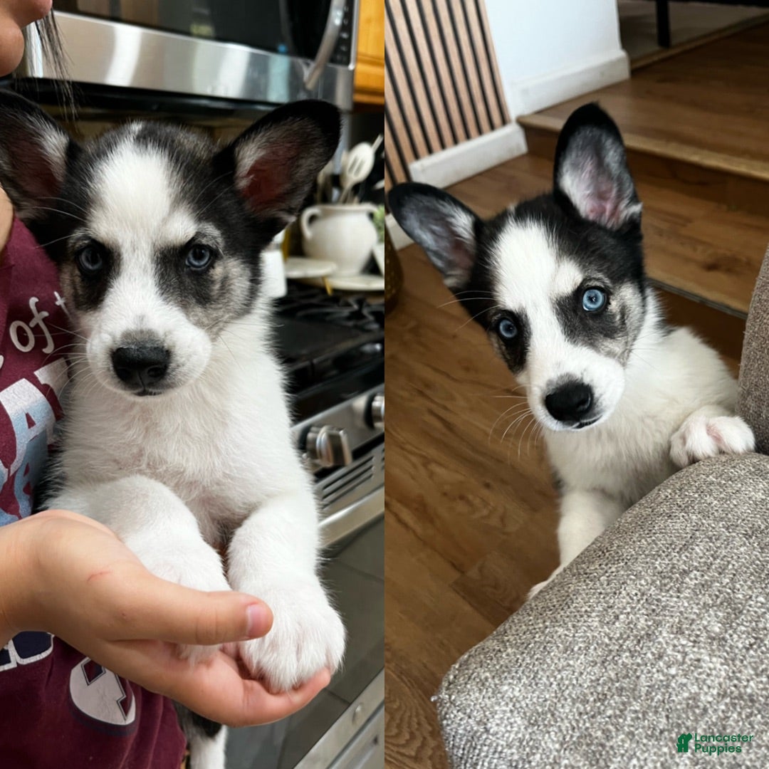 Siberian Husky dogs Siberian Husky 5 - Ad 37