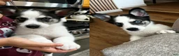 Siberian Husky dogs for sale: Siberian Husky 5 - Ad 1