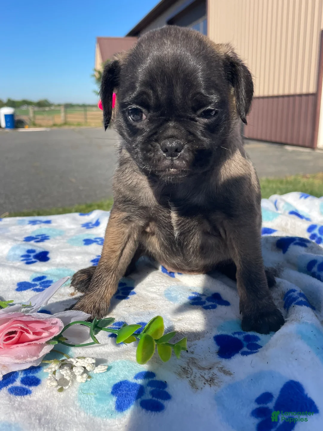Pug dogs for sale: Penny - Ad 1