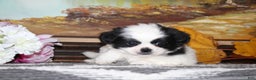 Shih Tzu dogs for sale: Tyler - Ad 6