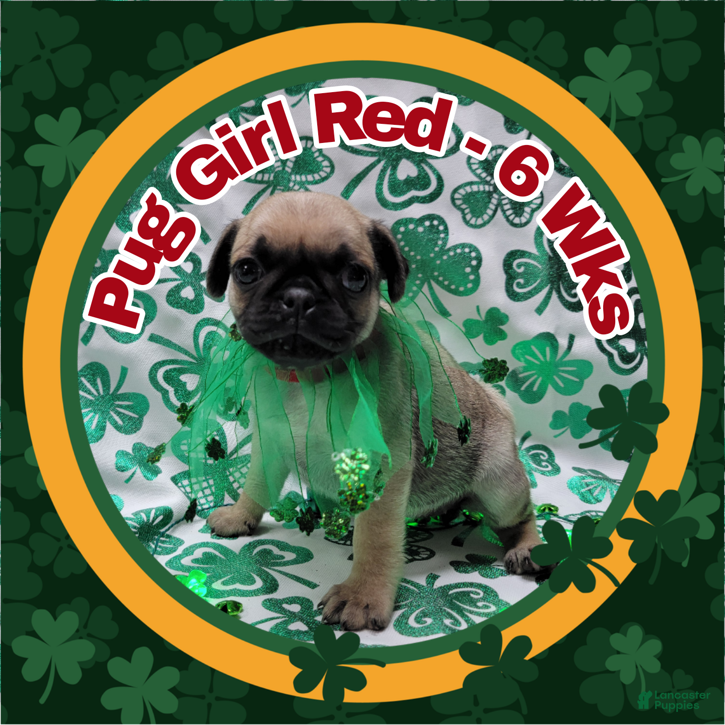Pug dogs Pug Puppy Girl Red - Ad 33