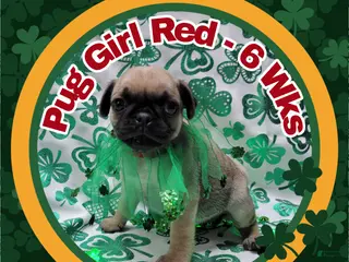 Pug dogs Pug Puppy Girl Red - Ad 33