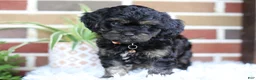 Cavapoo dogs for sale: Teddy - Ad 13