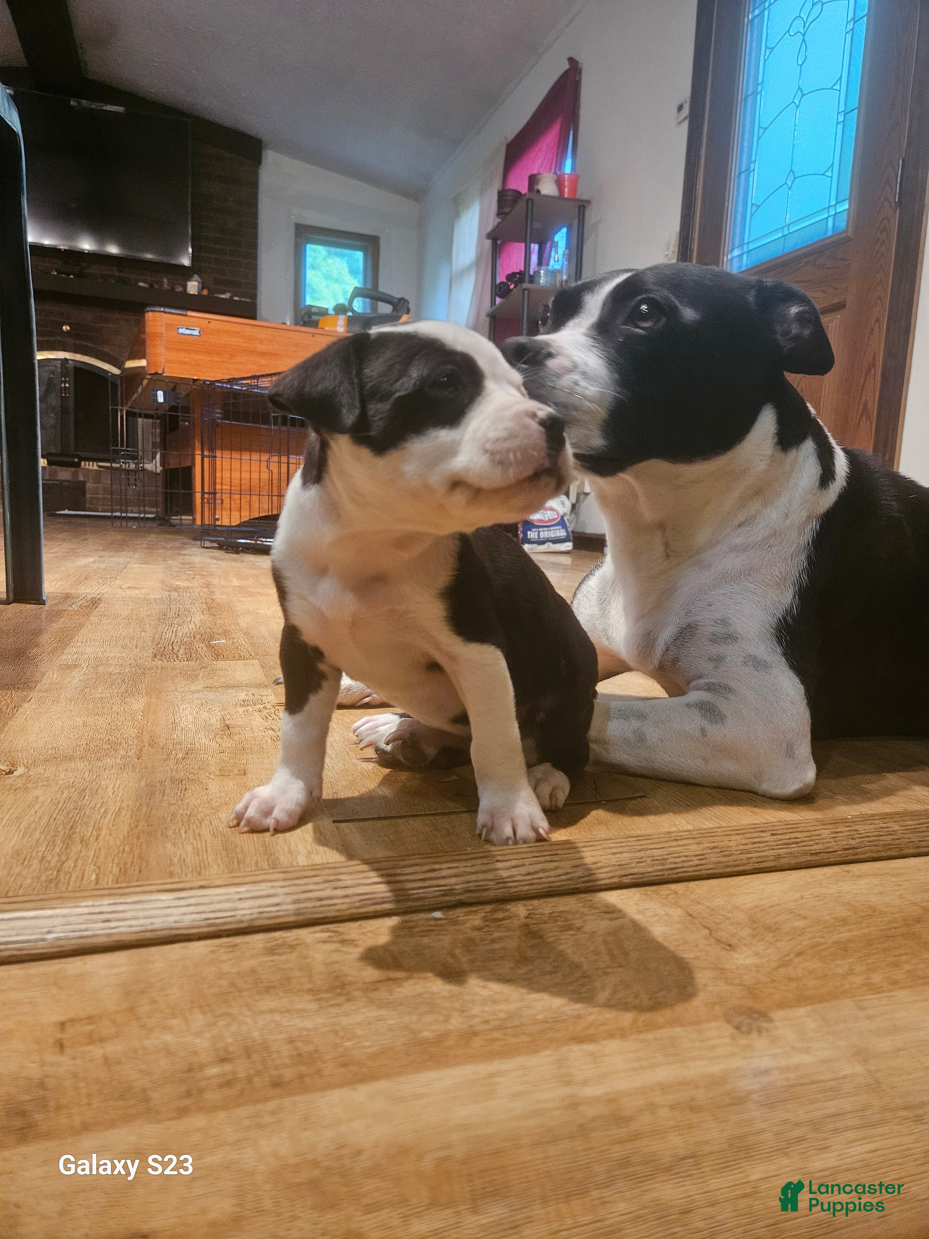 Mixed Breed dogs Star - Ad 1