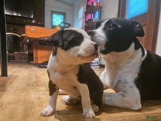 Mixed Breed dogs Star - Ad 2