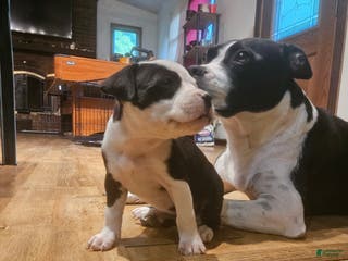 Mixed Breed dogs Star - Ad 7