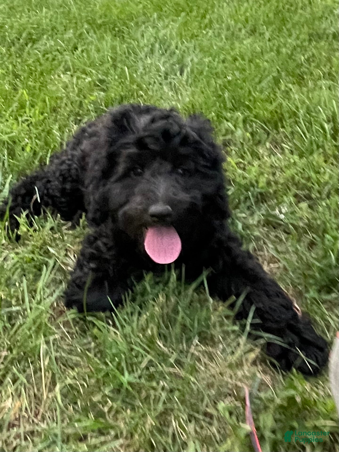 Miniature Poodle dogs Whit - Ad 1