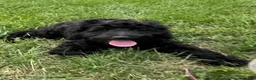 Miniature Poodle dogs for sale: Whit - Ad 1