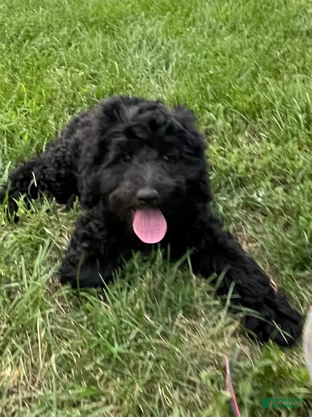 Miniature Poodle dogs for sale: Whit - Ad 1