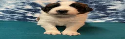 Saint Bernard dogs for sale: Saint Bernard Puppy 6 - Ad 1