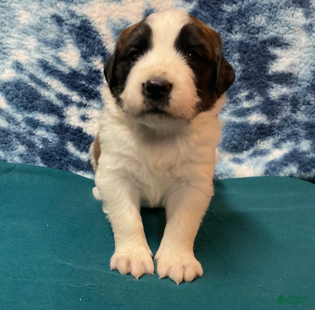 Saint Bernard dogs for sale: Saint Bernard Puppy 6 - Ad 1