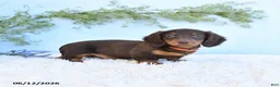 Miniature Dachshund dogs for sale: Sandy - Ad 3