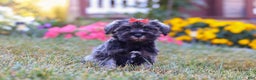Miniature Schnauzer dogs for sale: Millie - Ad 31