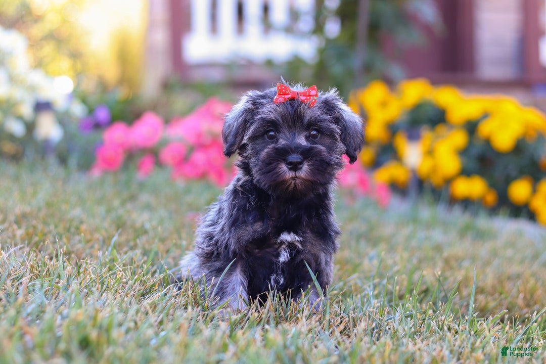 Miniature Schnauzer dogs for sale: Millie - Ad 31