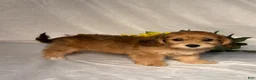 Mixed Breed dogs for sale: Autumn  - Ad 5