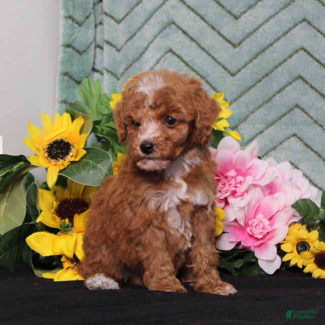 Miniature Poodle dogs Yodel - Ad 2